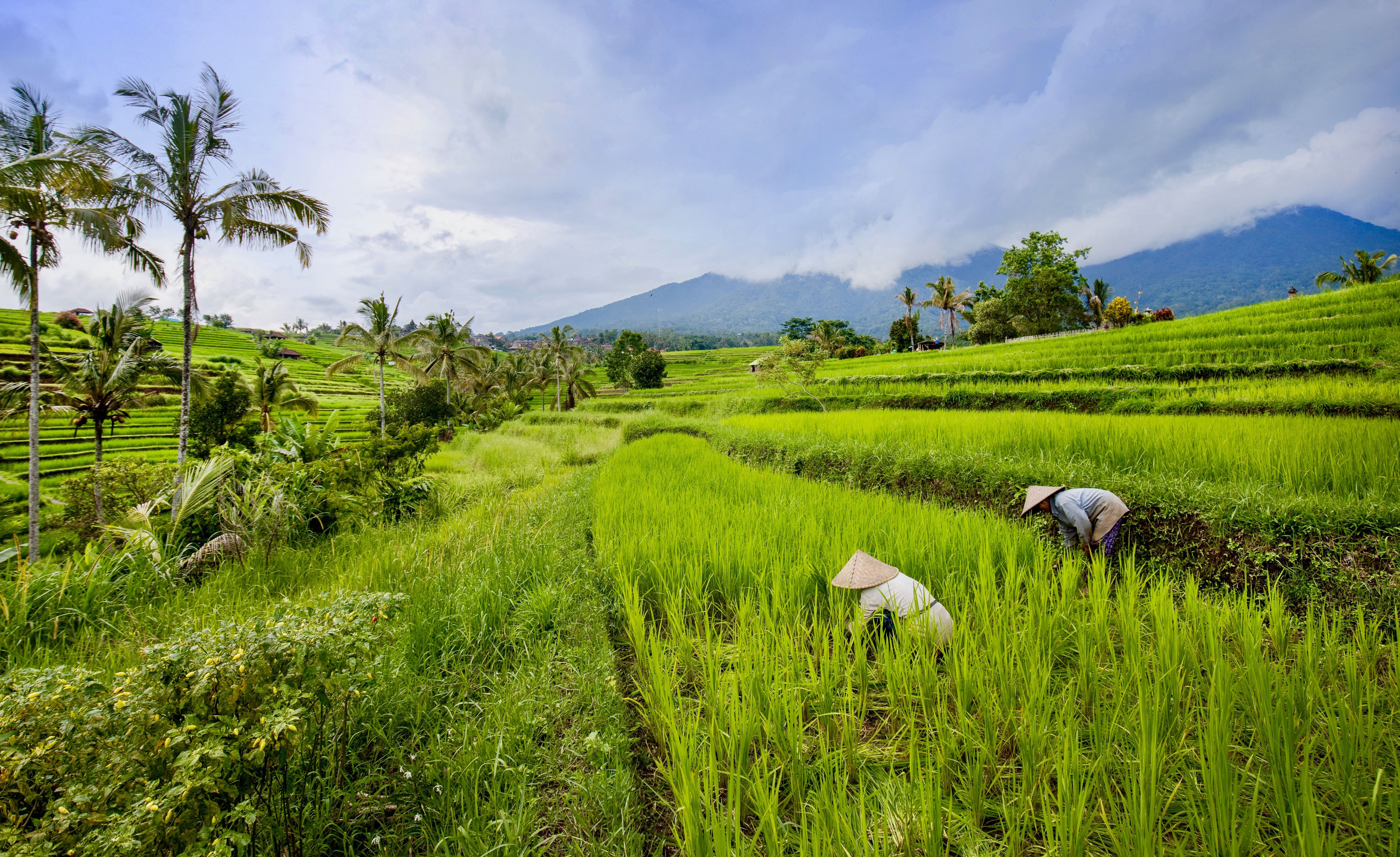 Jatiluwih - Rice Field Bali