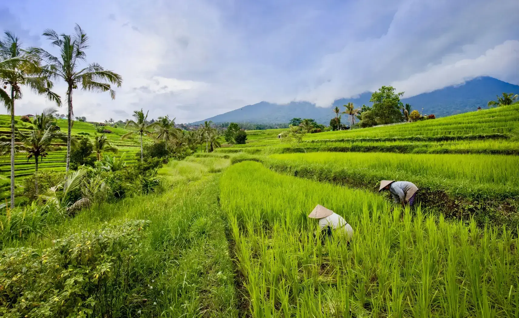Jatiluwih_157_11zon_370687fd88.webp